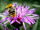 Pszczoła, Kwiat, Lato, Łąka