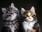 Dwa, Koty, Kotki, Maine coon