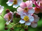 Zawilec Japoński, Kwiaty, Różowe