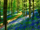 Las, Dróżka, Niebieskie, Kwiaty