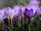 Krokusy, Fioletowe, Kwiaty