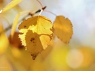 Żółty, Jesienny, Liść