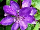 Kwiat, Clematis