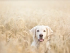 Pies, Golden, Retriever, Pole, Zboże, Lato