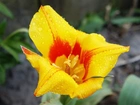 Kwiat, Żółty, Czerwony, Tulipan, Krople, Rosa