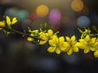 Gałązka, Żółte, Kwiaty