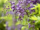 Wisteria, Gałąź, Kwiaty