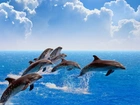 Delfiny, Morze, Chmury