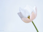 Biały, Tulipan, Kwiat