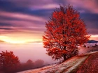 Jesień, Drzewa, Góry, Mgła, Ścieżka