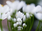 Tulipany, Białe, Krople, Wody