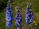 Kwiaty, Niebieskie, Ostróżka Ogrodowa