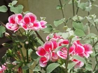 Kwiaty, Pelargonia