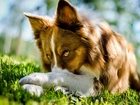 Pies, Border Collie, Łąka