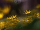 Ziarnopłon Wiosenny, Żółte, Kwiaty