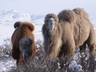 Wielbłądy, Góry, Zima