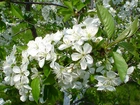Kwiaty, Jabłoni, Białe