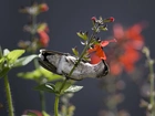 Koliber, Ptak, Gałązka, Kwiaty