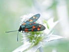 Kraśnik Sześciokropek, Motyl, Owad