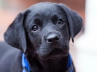 Labrador retriever, Czarny, Szczeniak