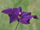 Kwiat, Clematis