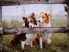 Psy, Border Collie, Ogrodzenie, Łąka, Poranek, Mgła