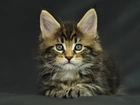 Kotek, Maine Coon