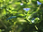 Roślina, Niebieski, Kwiat