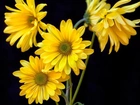 Kwiaty, Żółte, Złocień