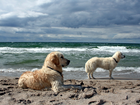 Dwa, Psy, Golden Retriever, Na, Straży, Plaża, Morze