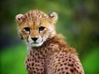 Gepard, Głowa