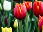 Tulipany, Czerwone, Żółte, Białe