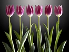 Tulipany, Światło
