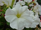 Kwiat, Petunia, Biała