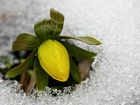 Kwiat, Śnieg, Lód, Liście