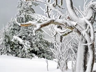 Zima, Śnieg, Drzewa, Gałęzie
