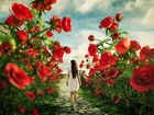 Czerwone, Róże, Ścieżka, Kobieta, Spacer