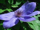 Przyroda, Kwiaty, Clematis