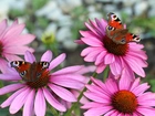 Motyle, Kwiaty, Jeżówki