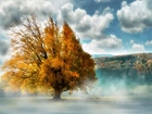 Jesień, Drzewo, Mgła, Chmury, Las