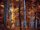 Las, Brzozowy, Jesień