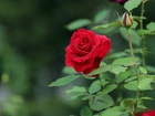 Czerwona, Róża, Pączek