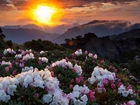 Góry, Zachód Słońca, Kwiaty, Rododendron
