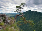 Sosna, Góry, Pieniny