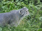 Manul, Zieleń