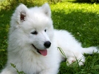 Słodki, Szczeniaczek, Samojed, Łąka