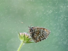 Motyl, Deszcz, Kwiat