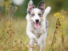 Border collie, Łąka