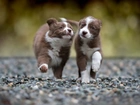 Dwa, Szczeniaki, Słodkie, Border Collie