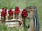 Chipmunk, Koszyk, Jagody, Trawa